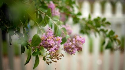 crepe myrtle in bloom with purple flowers