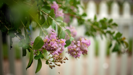 crepe myrtle in bloom with purple flowers